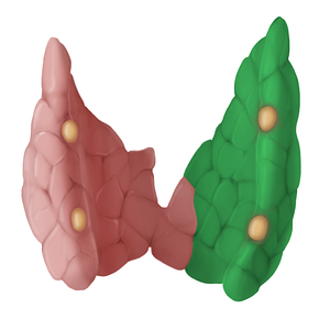 Right lobe of thyroid gland (#14114)