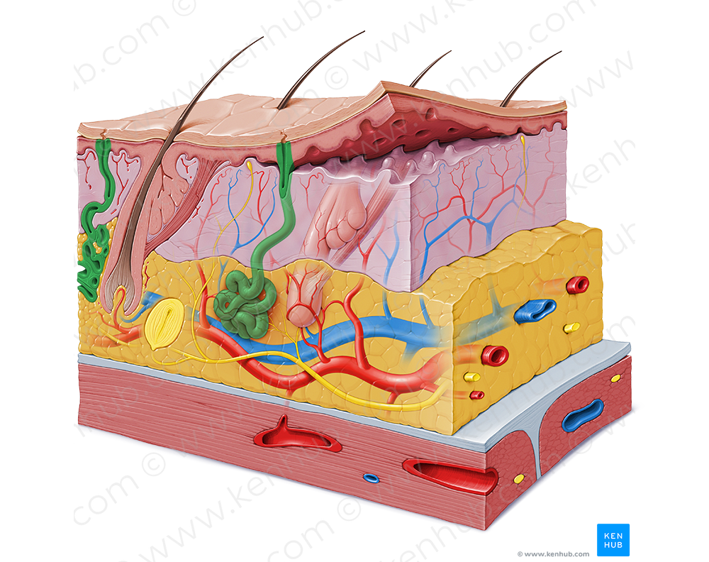 Sweat gland (#4116)