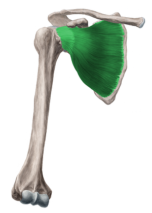 Subscapularis muscle (#6046)