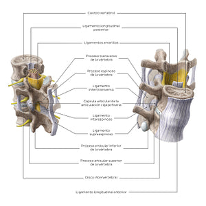 Joints and ligaments of the vertebral bodies and arches (Spanish)