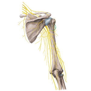 Anterior branch of axillary nerve (#21779)