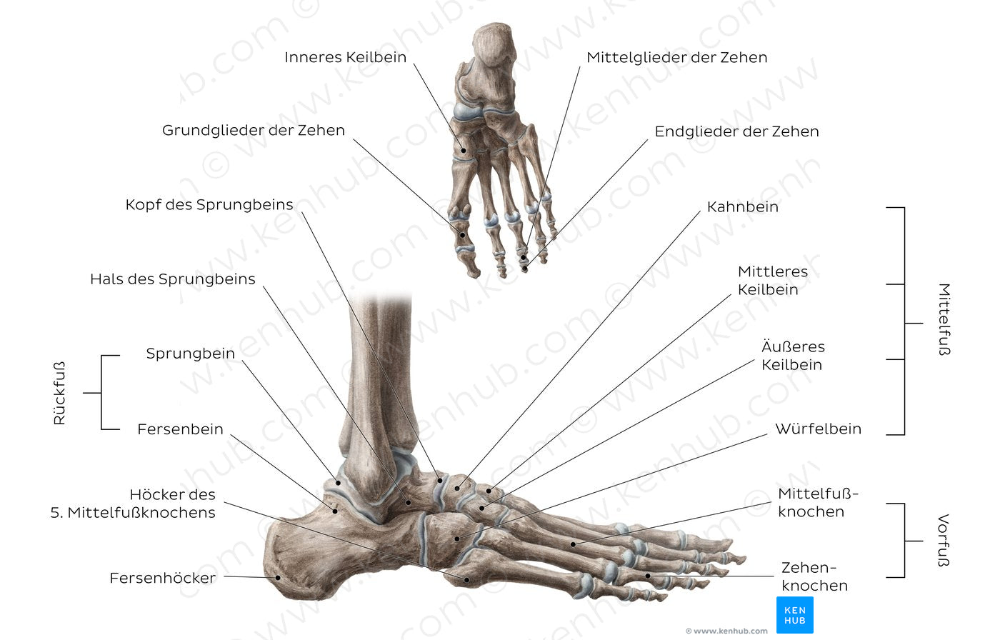 Bones of the foot (German)