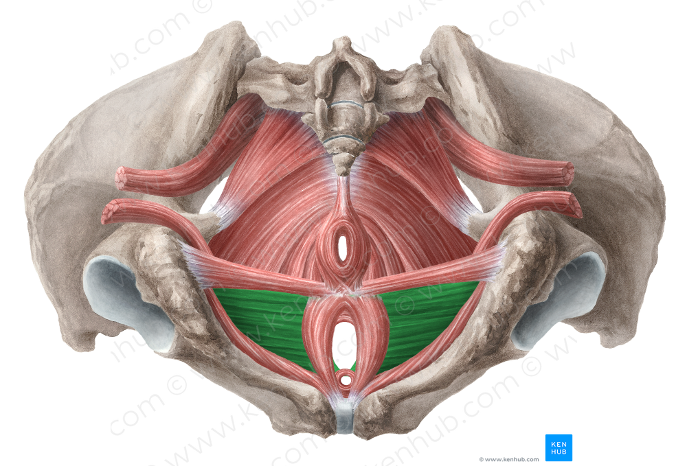 Deep transverse perineal muscle (female) (#6119)