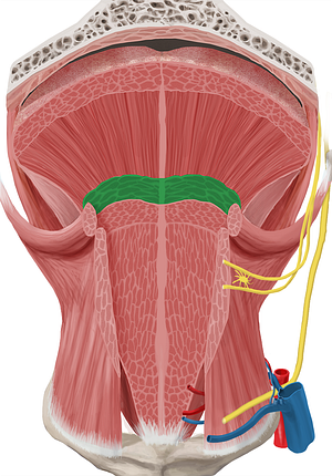 Transverse muscle of tongue (#6118)
