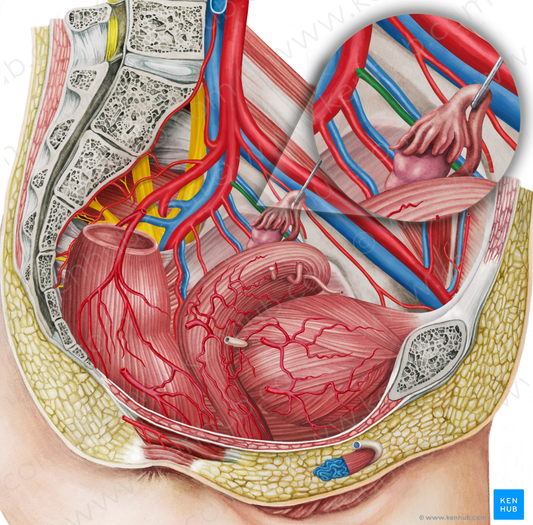 Left obturator artery (#1557)