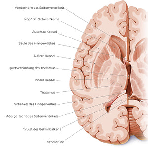 Horizontal section of the brain: Section A (German)