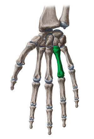 4th metacarpal bone (#7419)