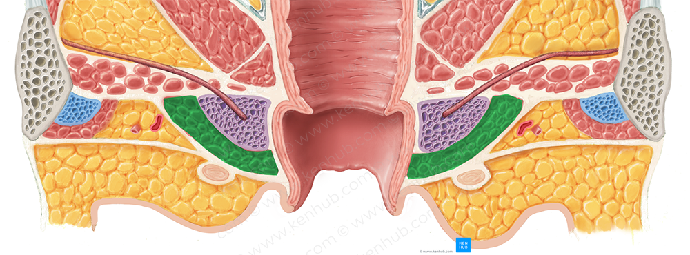 Bulbospongiosus muscle (female) (#5246)