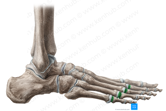 2nd - 5th metatarsophalangeal joints (#2073)
