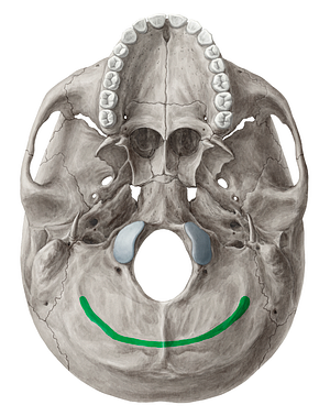Inferior nuchal line of occipital bone (#4712)