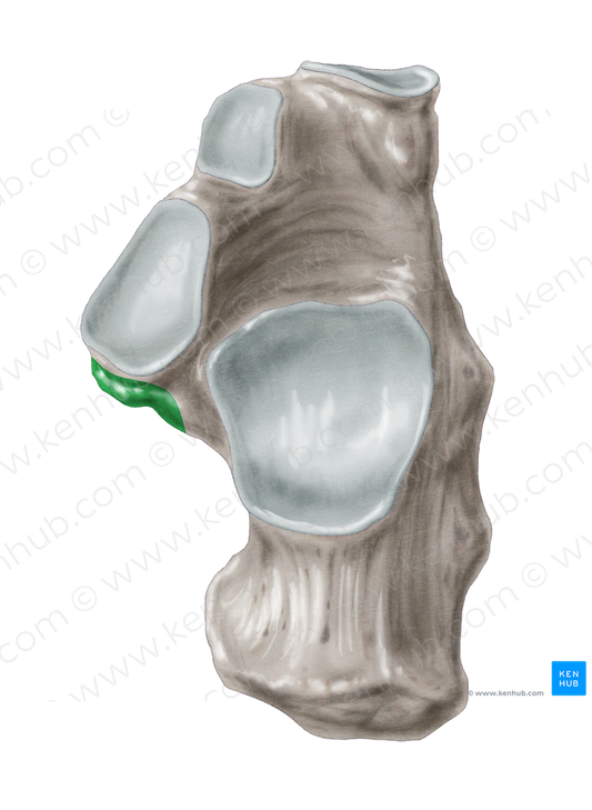 Sustentaculum tali of calcaneus (#9351)