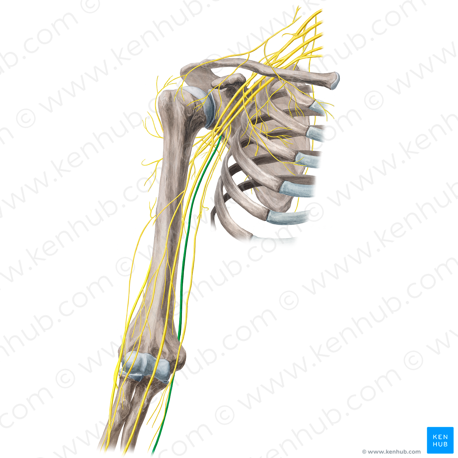 Ulnar nerve (#6850)
