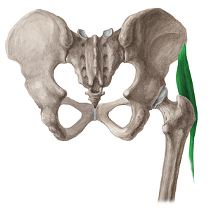 Tensor fasciae latae muscle (#6072)