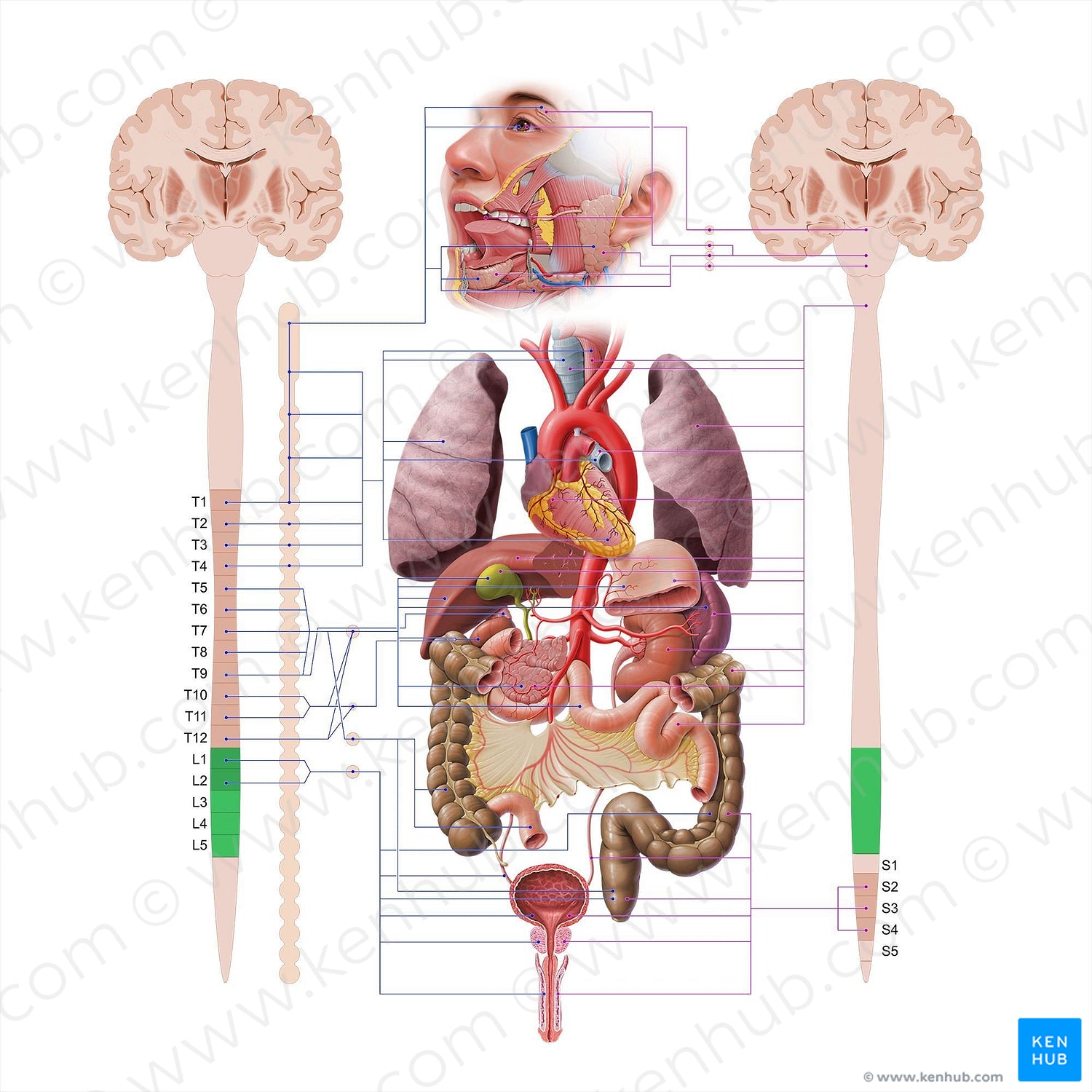 Lumbar part of spinal cord (#18573)