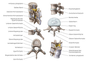 Thoracic and lumbar spines (German)