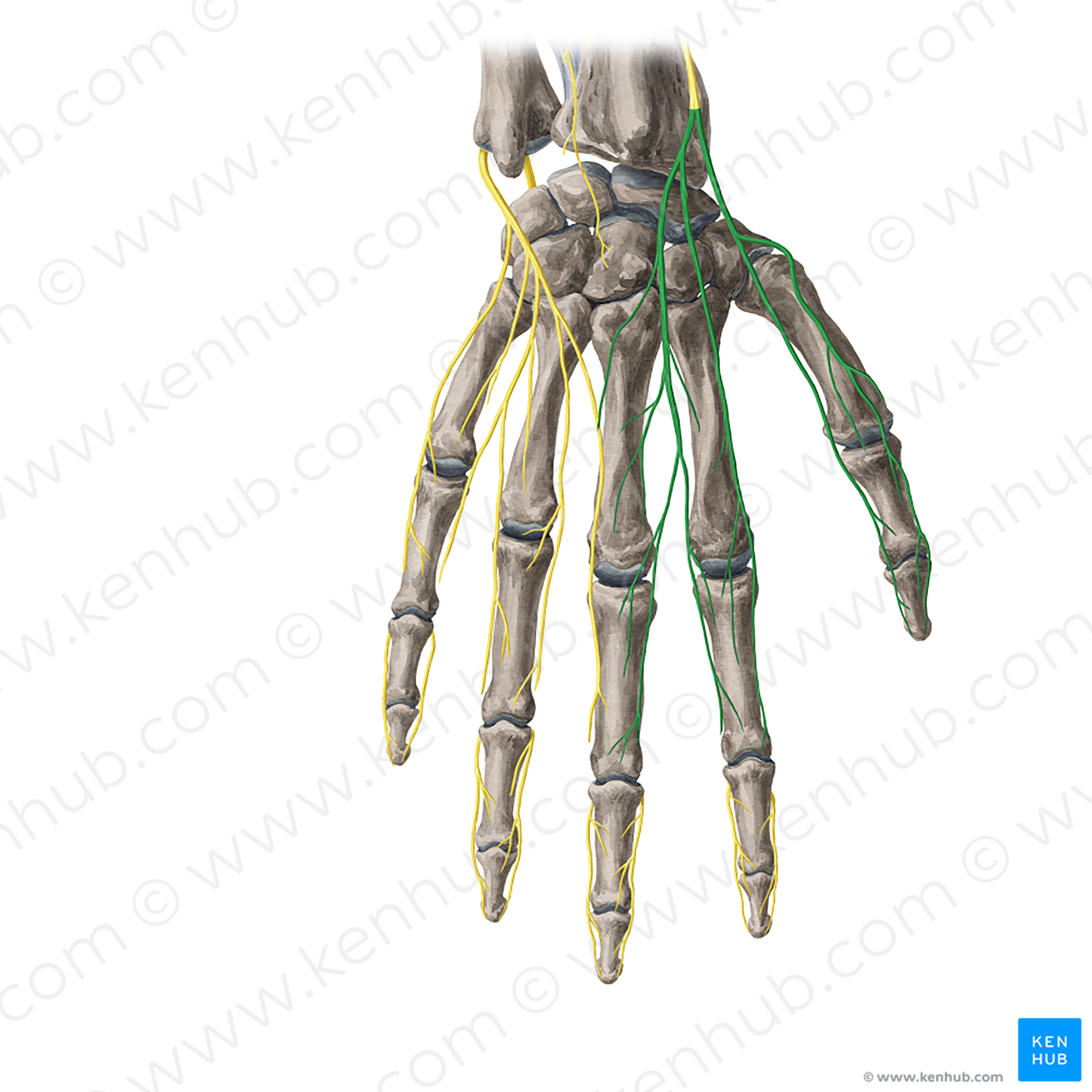 Dorsal digital branches of radial nerve (#20400)