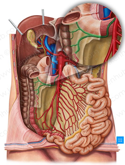 Right colic artery (#1048)