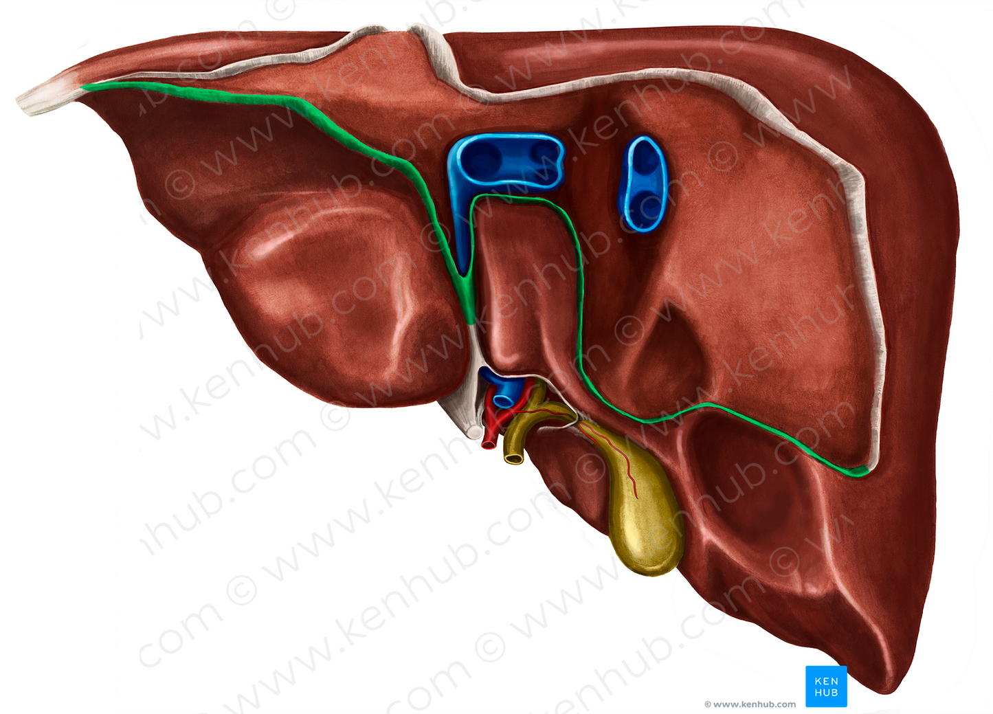 Posterior part of coronary ligament of liver (#20138)