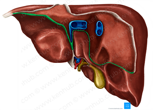 Posterior part of coronary ligament of liver (#20138)