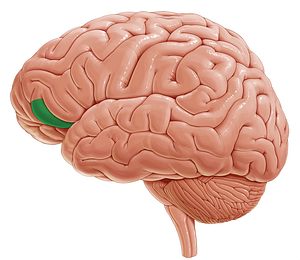 Orbital part of inferior frontal gyrus (#7754)