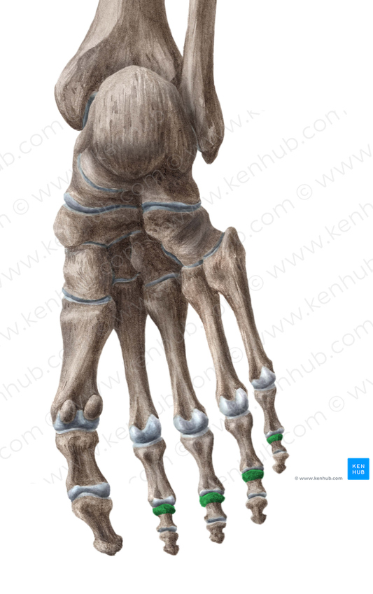 Bases of middle phalanges of 2nd-5th toes (#2148)