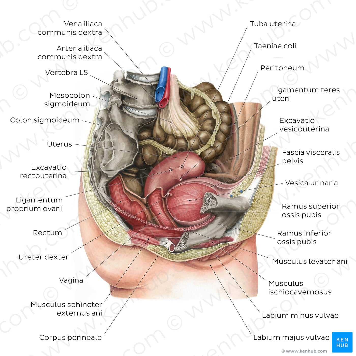 Female pelvic viscera and perineum (Latin)