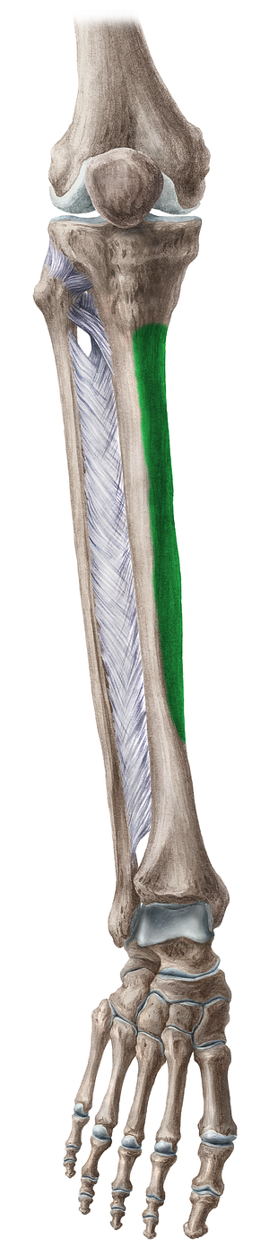 Medial surface of tibia (#3521)