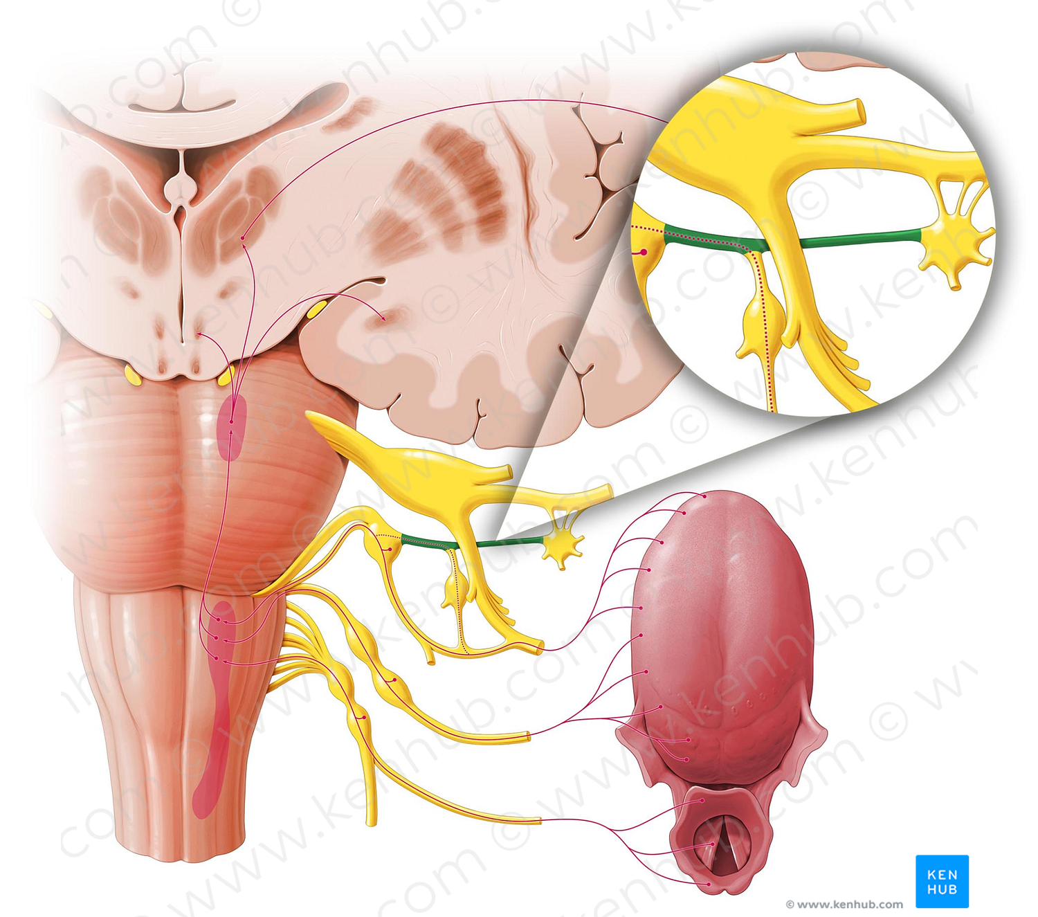 Greater petrosal nerve (#6670)