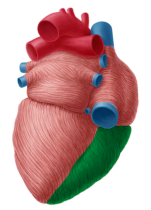 Right ventricle of heart (#10689)