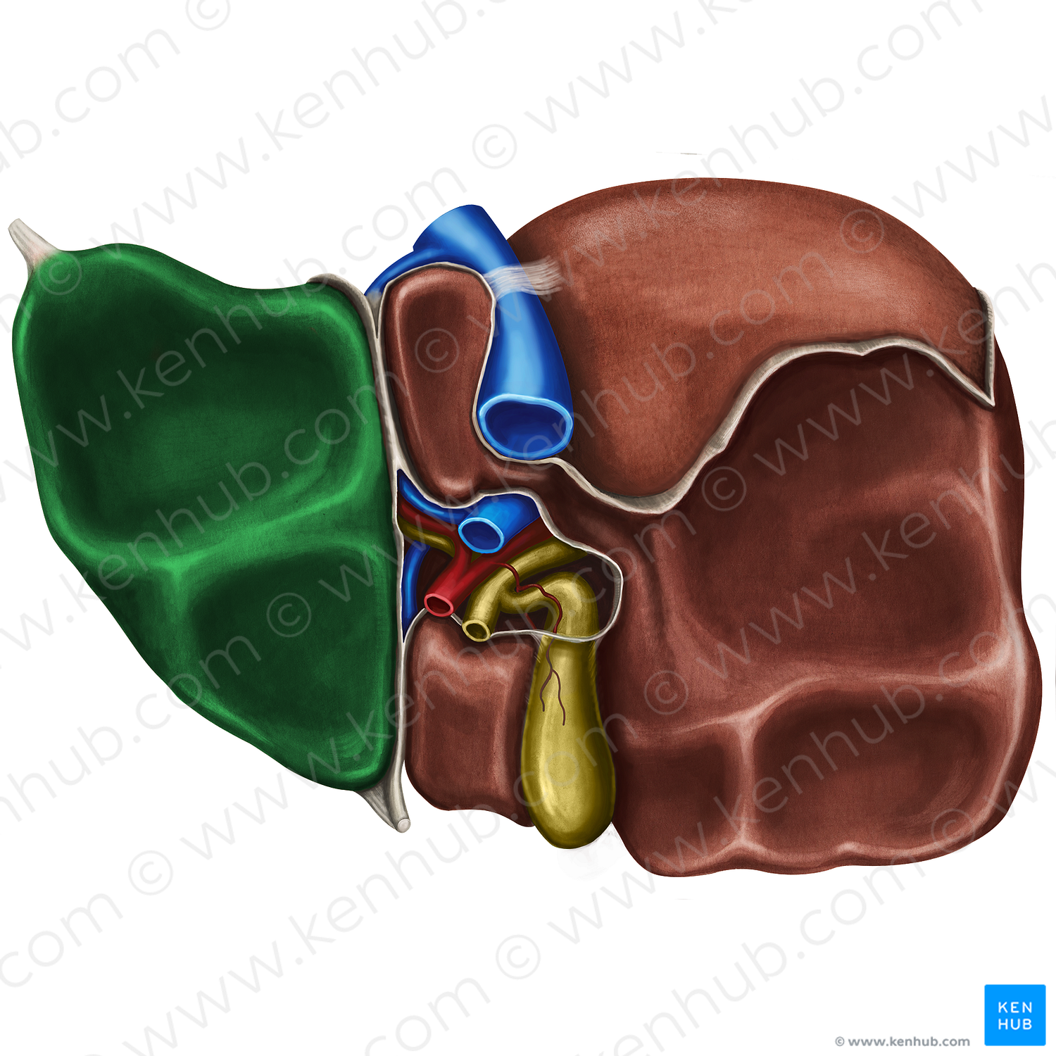 Left lobe of liver (#4803)