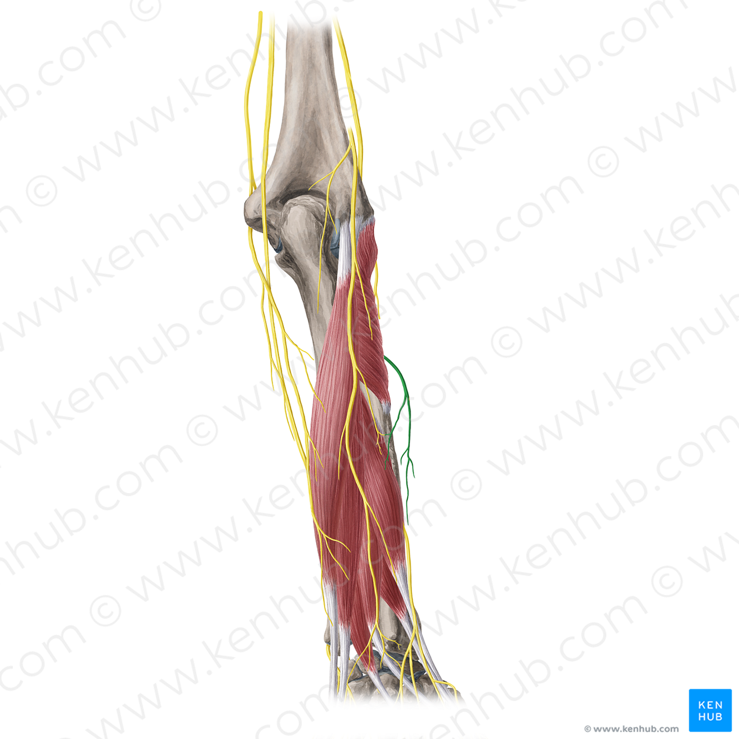 Posterior branch of lateral antebrachial cutaneous nerve (#20451)