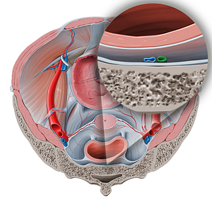 Median sacral artery (#1764)