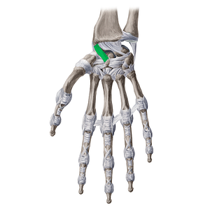 Radioscaphocapitate ligament (#20657)