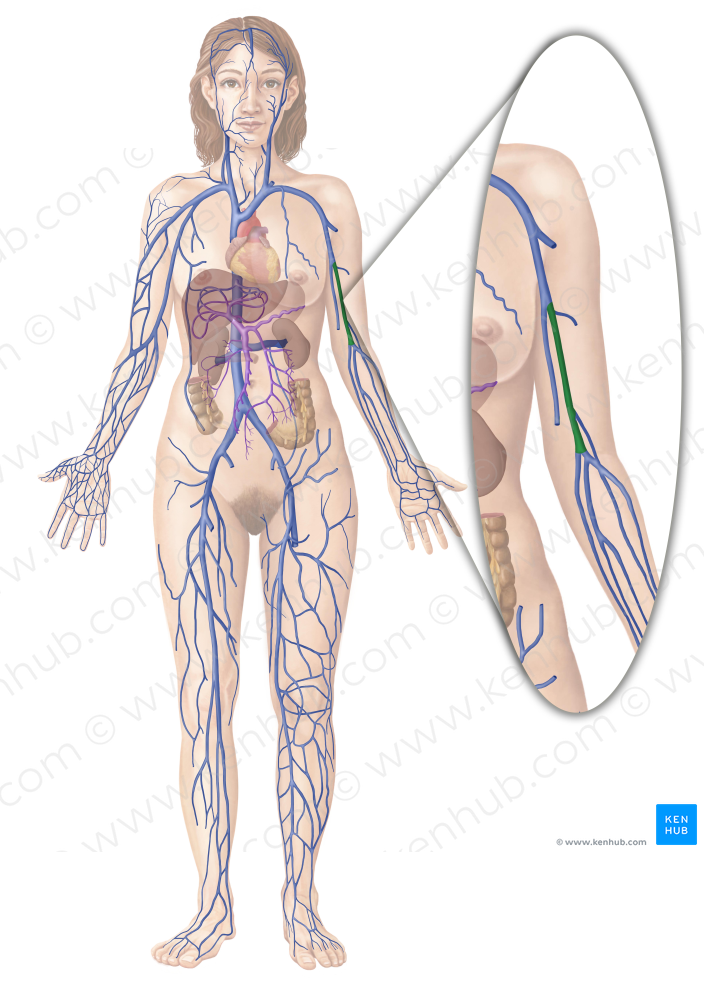 Brachial veins (#10001)