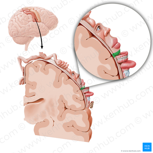 Sensory cortex of chin (#11038)