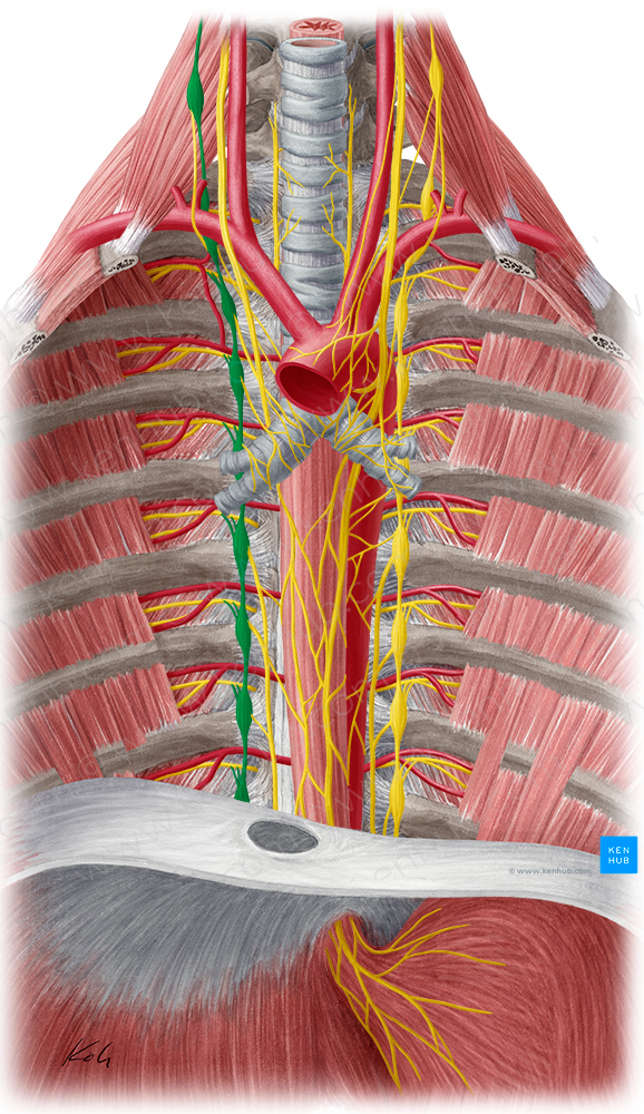 Right sympathetic trunk (#9650)