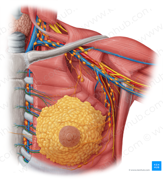 Perforating branches of internal thoracic artery (#8533)