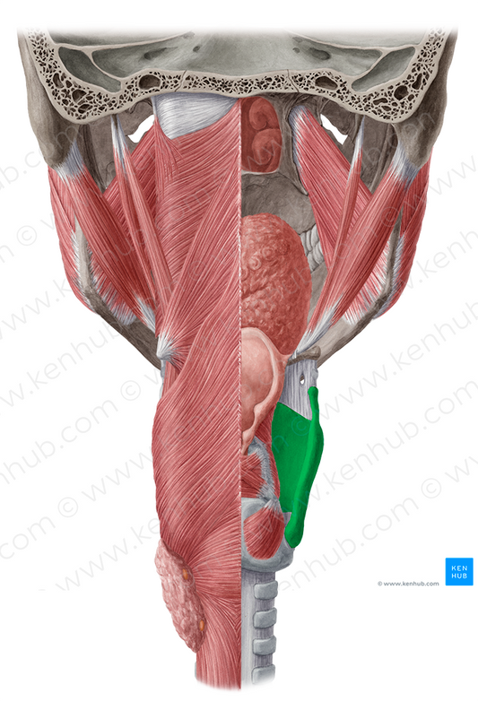 Thyroid cartilage (#2510)