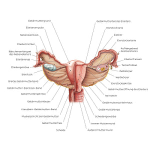 Uterus and ovaries (German)
