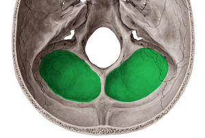 Cerebellar fossa of occipital bone (#3836)