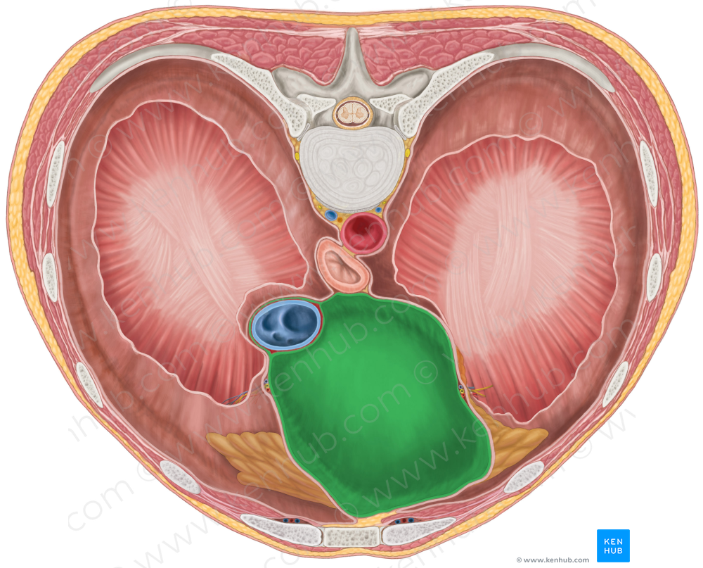 Pericardium (#7855)