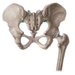 Posterior inferior iliac spine (#16032)