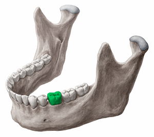 Mandibular left first molar tooth (#12844)