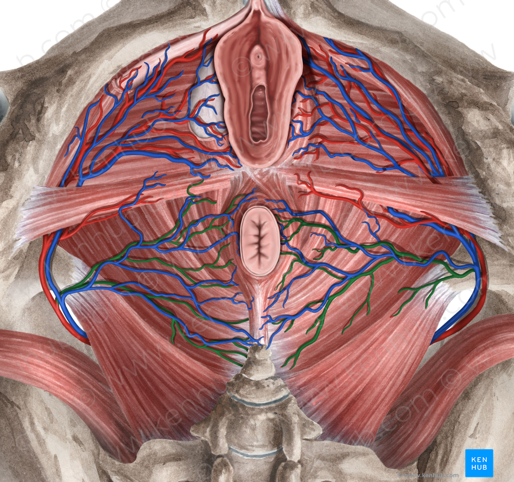 Inferior anorectal artery (#1714)