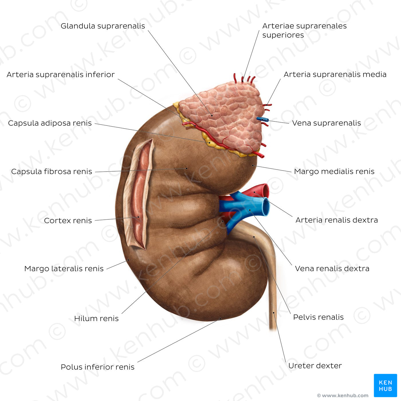 Overview of the kidney (Latin)