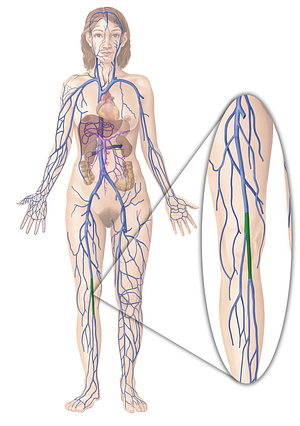 Popliteal vein (#10472)