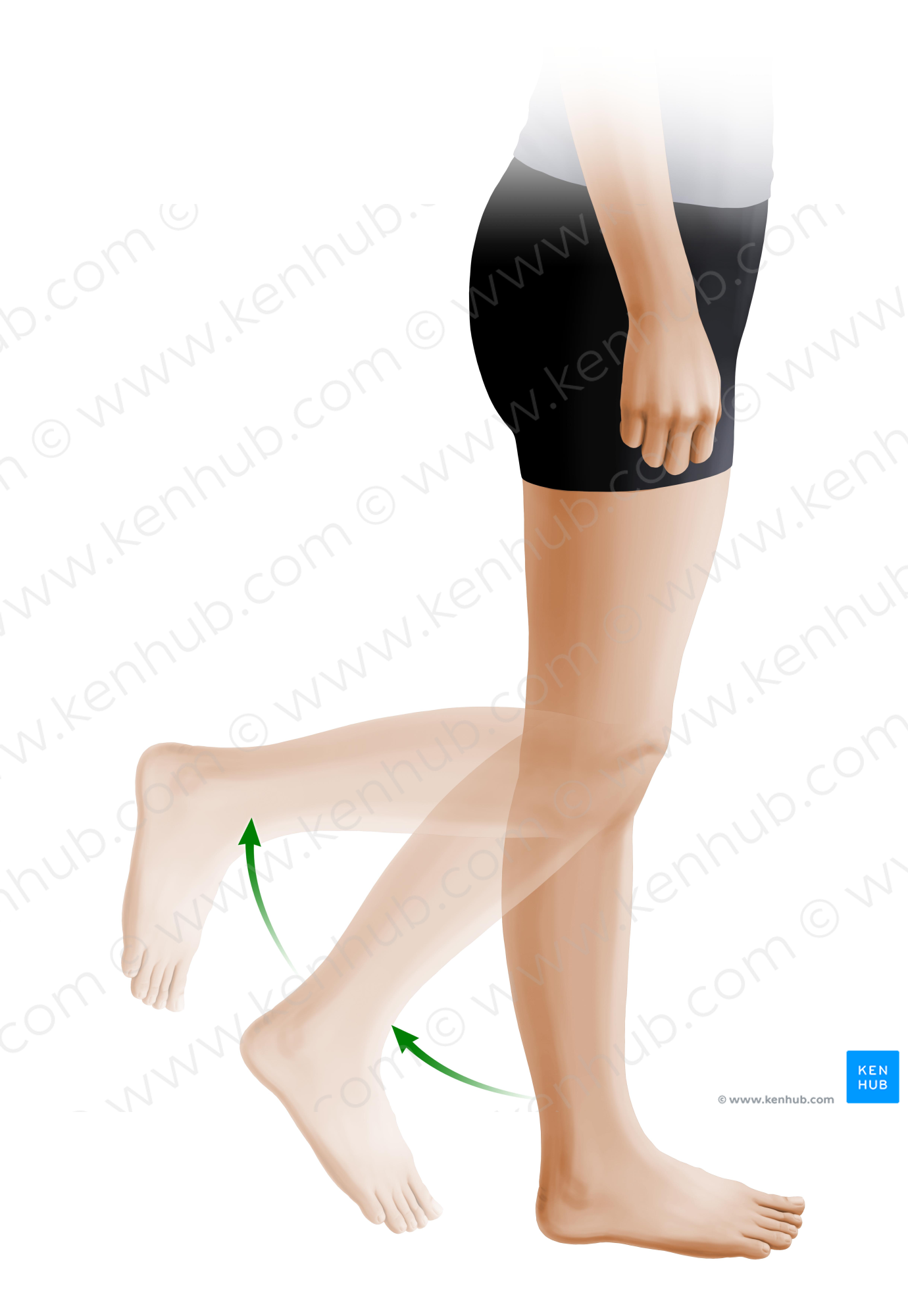 Flexion of leg (#11018)