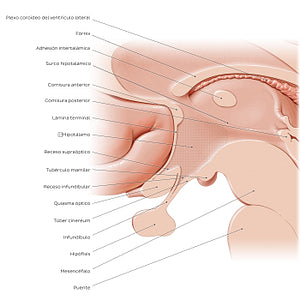 Hypothalamus: relations (Spanish)