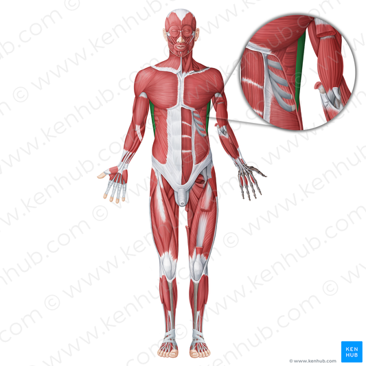 Latissimus dorsi muscle (#18697)