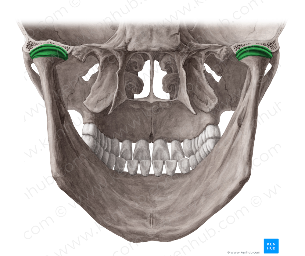 Temporomandibular joint (#2096)
